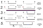 EU-Compendium: Which DNA Marker for Which Purpose? Chapter 12