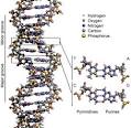 DNA - Wikipedia, the free encyclopedia