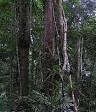 Daintree Rainforest - Wikipedia, the free encyclopedia