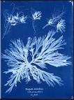Anna Atkins - Wikipedia, the free encyclopedia