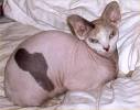 Sphynx - Cat Facts