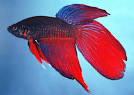 BETTA COMBATENTE: Betta Splendens