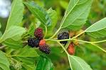 http://www.watchmyfoodgrow.com/wp-content/uploads/2009/03/9534-mulberry-fruit.jpg