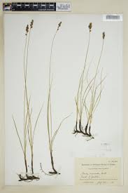 Image result for Carex marcida
