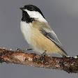 Black-capped Chickadee - Wikipedia, the free encyclopedia