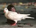 Interesting Odd Couple