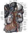 <b>Celiac plexus</b>