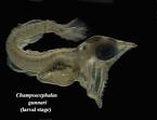 File:Champsocephalus gunnari.jpg - Wikipedia, the free encyclopedia