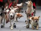 Animal Rescue Center Cares For Dogs Disabled In Earthquake ...