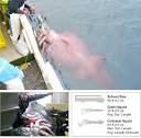 Photo in the News: Colossal Squid Caught off Antarctica