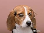 Beagle Dog photos - Beagle Wallpapers 1024x768 NO.4 Desktop ...