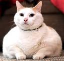 Fat Cats .
