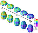 Time-Lapse Movies of Brain Development: Supplementary Data