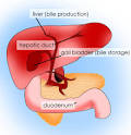 what is bile