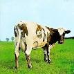 Atom Heart Mother - Wikipedia, the free encyclopedia