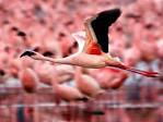 Flamingos Photo, Animal Picture – National Geographic Photo of the Day