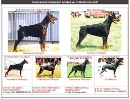 International Champion Aristo Leo di Motta Visconti | Kimbertal ... - aristo_photo_pedigree