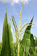  Maize - Wikipedia, the free encyclopedia