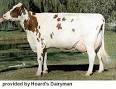 Agriculture and Forestry: Dairy Industry