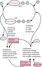 adenosine - definition of adenosine in the Medical dictionary - by ...