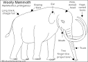 Woolly Mammoth - EnchantedLearning.