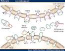 Sciatica Treatment – Adalimumab Delays Surgery | Spinal Stenosis Blog