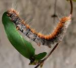 File:Chenille chevrefeuille.jpg - Wikipedia, le encyclopedia libere