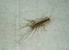 Get rid of silverfish | General Information and facts