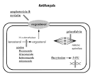 Study aids for antifungals pharmacology: diagram showing MOA and ...