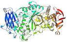 Isoamylase