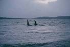 Killer Whales (Orcinus orca) - via Daymix