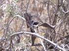 Ventral view of an endangered - via Daymix