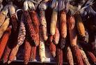 Indian Corn