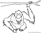 Ape coloring page