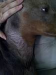maybe she has "Color Mutant Alopecia"? :( - Doberman Forum ...