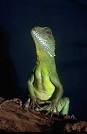 Reptiles and Amphibians Photo Gallery: Chinese Water Dragon ...