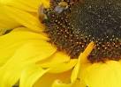 SO6424 : Honey bees on - via Daymix