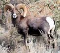 Colorado State Animal - Rocky Mountain Bighorn Sheep