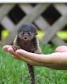 Monkeys For Sale - Darling Live Pet Monkeys