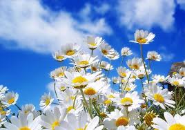 Résultat de recherche d'images pour "image gif belle journée ensoleillée"