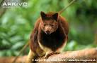 ARKive - Goodfellow's tree kangaroo videos, photos and facts ...