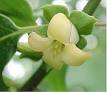 <b>Ebenaceae</b>