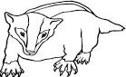 Badger coloring page
