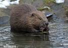 European Beaver Photos, European Beaver Images | NaturePhoto-