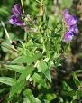 <b>Scutellaria baicalensis</b>