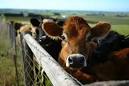 The Homesteaders Guide to Raising Cattle – Part 1 of 5 | Self ...
