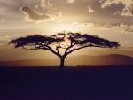 Life · Nature <b>Acacia</b>