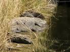 Crocodile or Alligator    India Travel Forum IndiaMike