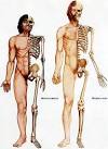 Homo Erectus