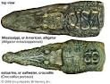 The Garden of Eaden  THE DIFFERENCES BETWEEN CROCODILES AND ALLIGATORS